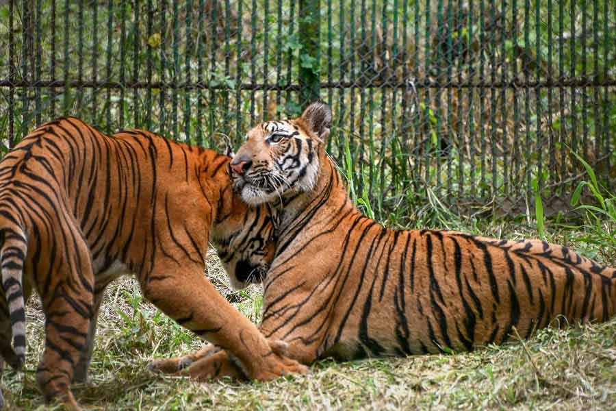 Total Tiger Reserve In India