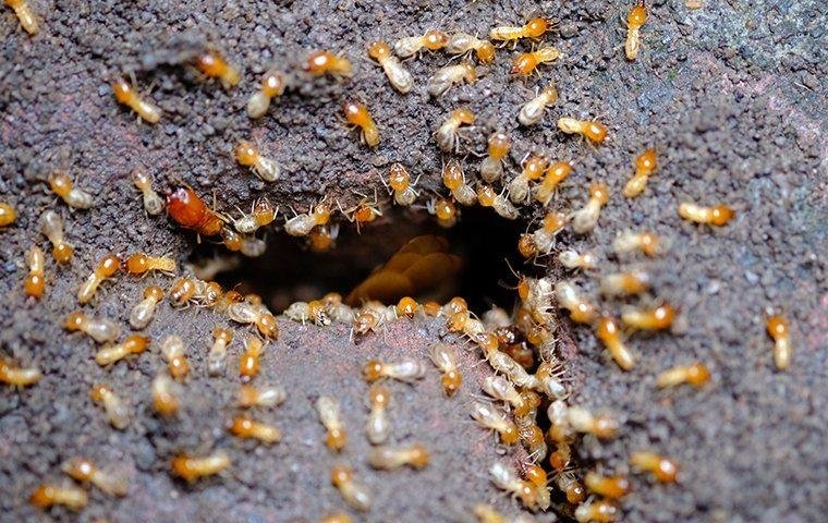 Termites in Wall