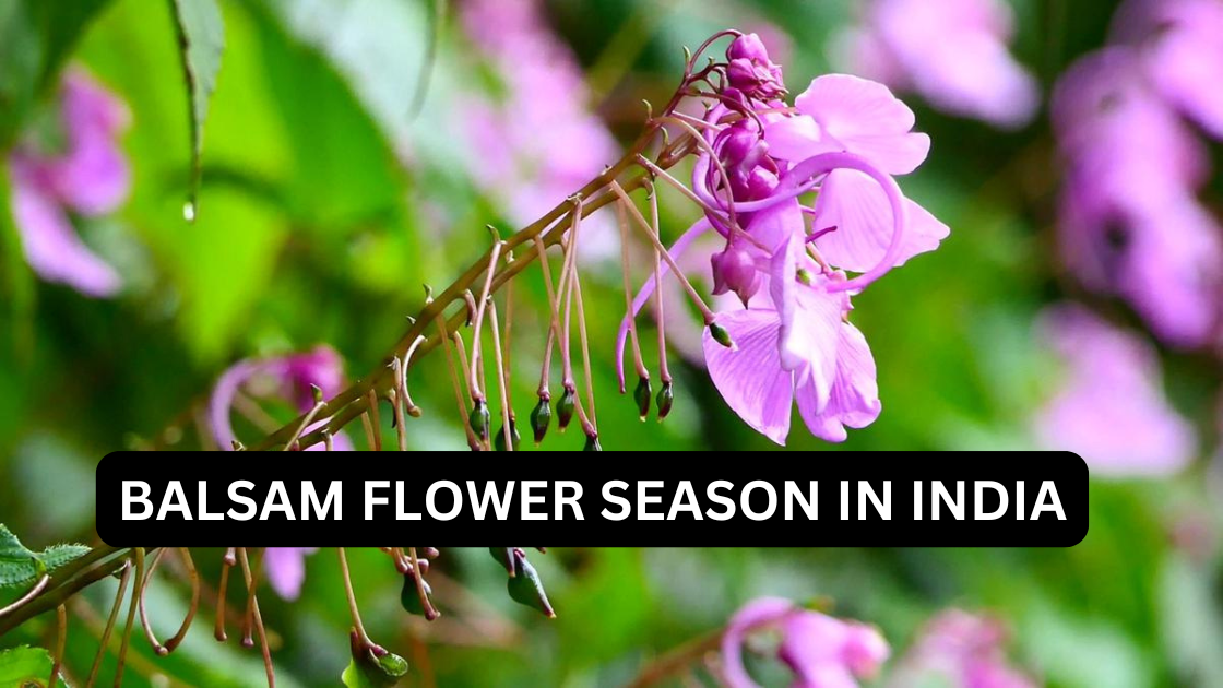 The Balsam Flower Season in India: Nature’s Delicate Beauty