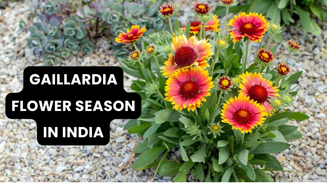 Gaillardia Flower Season in India: Blaze of Color