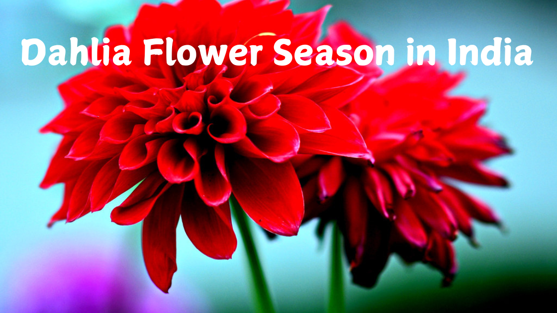 Blooming Beauties: Dahlia Flower Season in India