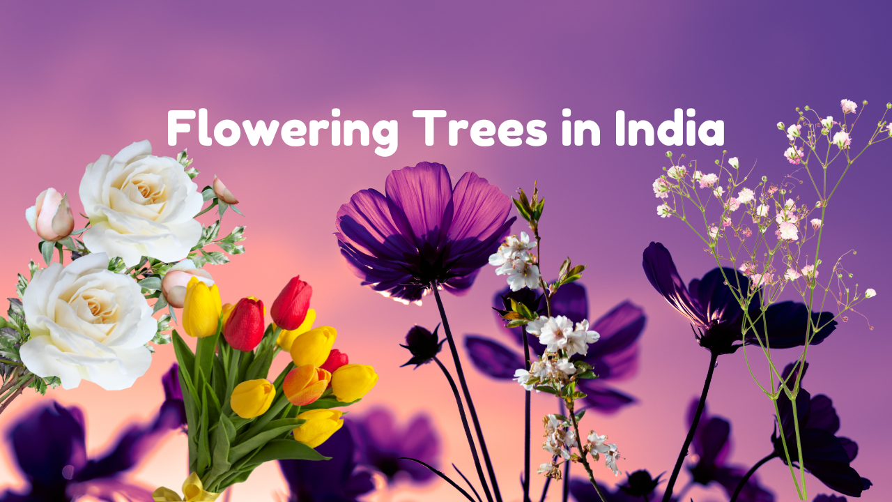 Flowering Trees in India: Kaleidoscope