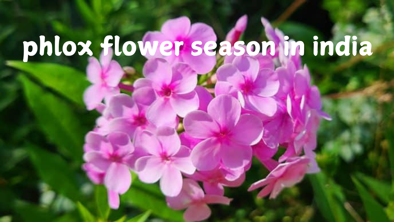 Phlox Flower Season in India