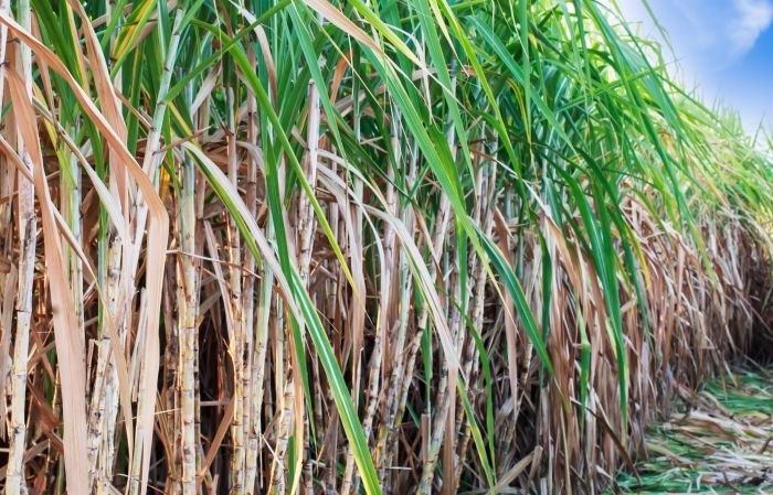 Highest Sugarcane Producing State in India: Uttar Pradesh Leads the Way