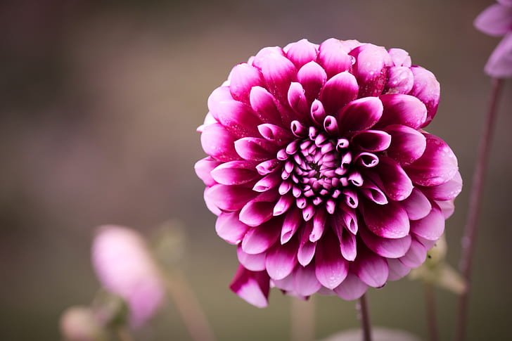 Cool-Season Winter Flowers in India