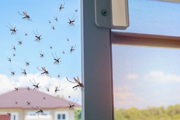 Why Every Home Needs Mosquito Nets: Protection, Comfort, and Style